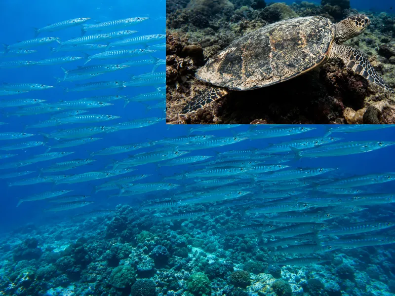 Bilhifeyshi dive site in Fuvahmulah