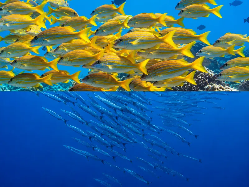 Gemmiskih Fanno dive site in Fuvahmulah