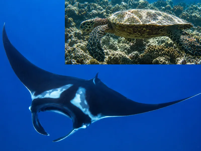 Maaneyre dive site in Fuvahmulah