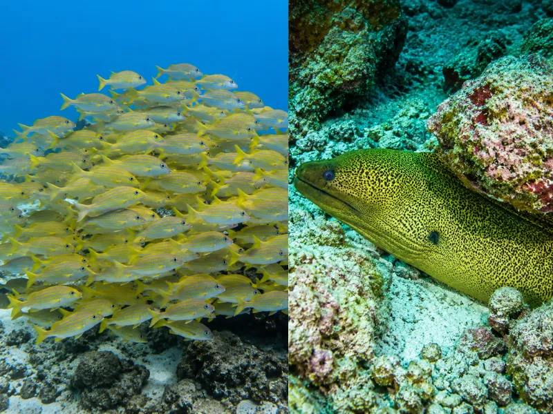 Neregando Fannu dive site in Fuvahmulah