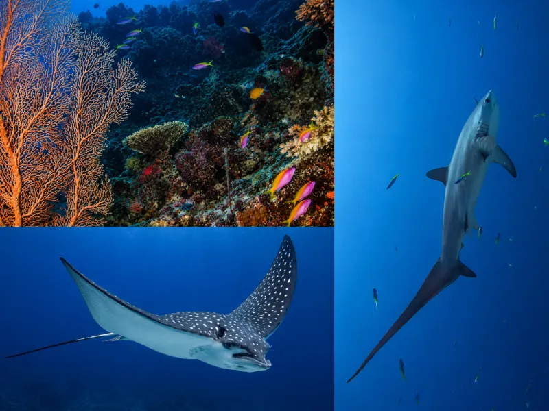 Rasgefanno dive site in Fuvahmulah