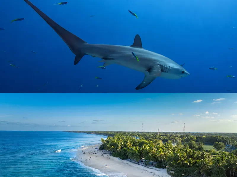 Thundi cleaning station dive site in Fuvahmulah