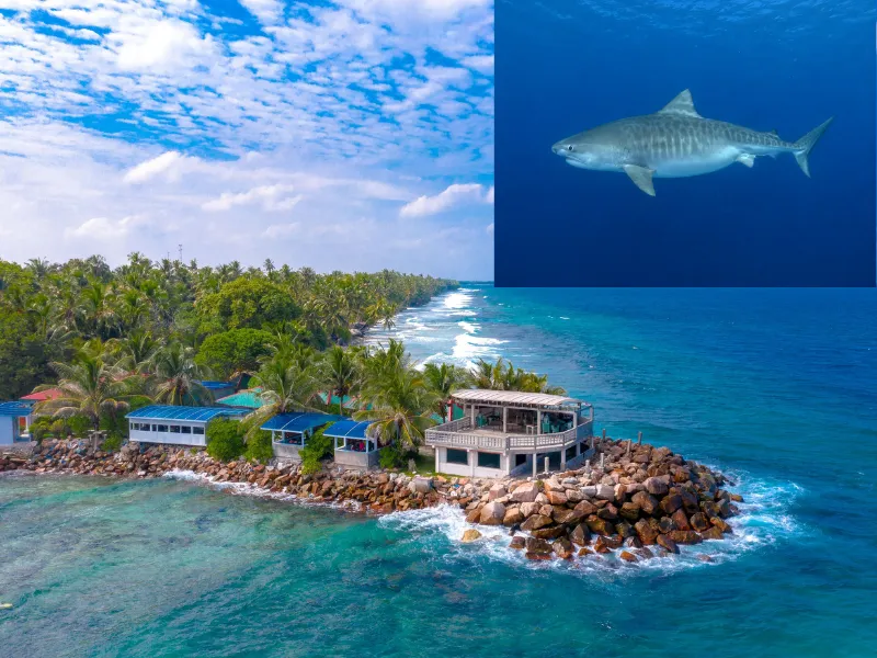 Tiger Harbour Tiger Zoo dive site in Fuvahmulah