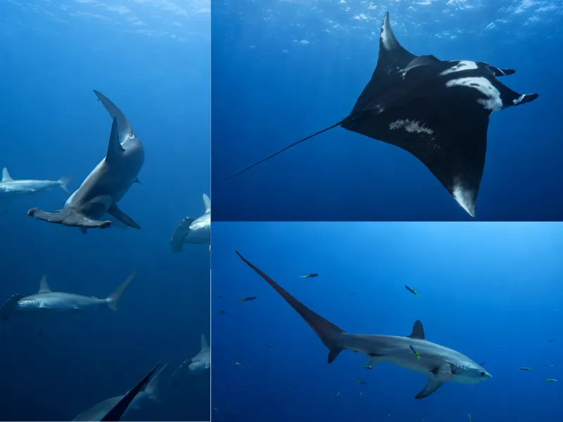 Farikede dive site in Fuvahmulah