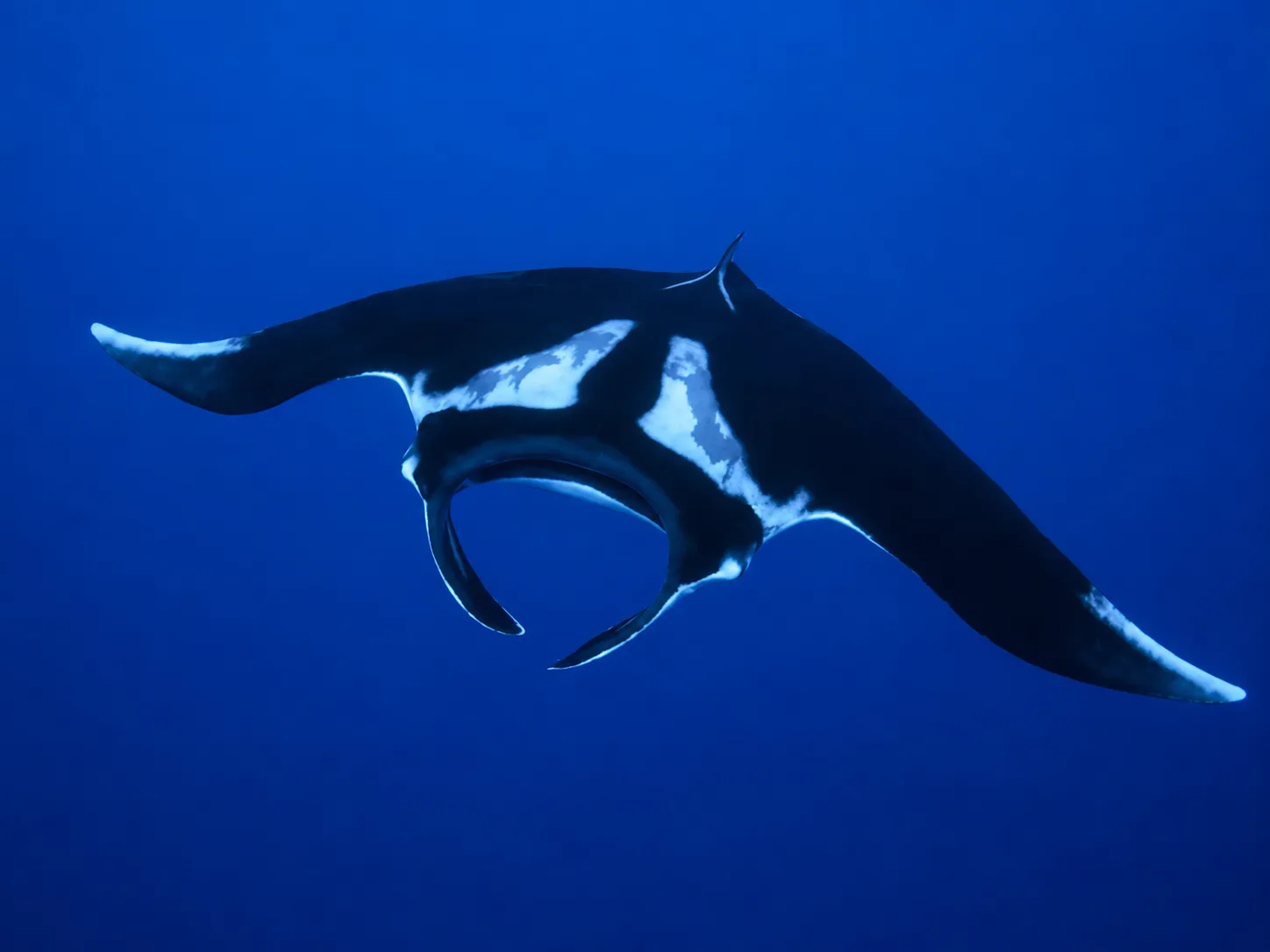 Marine life encounter in blue water around Fuvahmulah