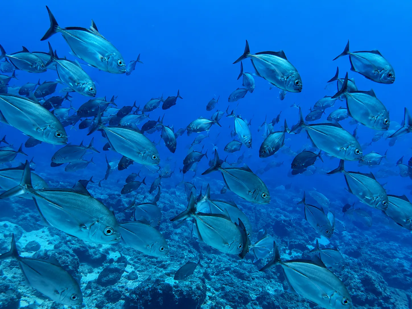 Pelagic species photographed in clear Fuvahmulah waters