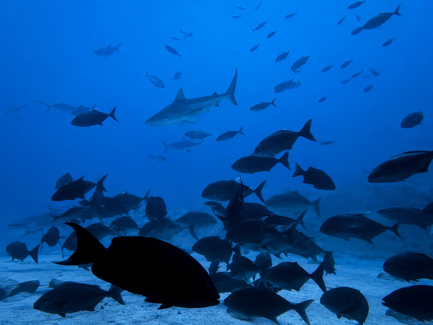 Underwater marine life moment captured on a Fuvahmulah dive