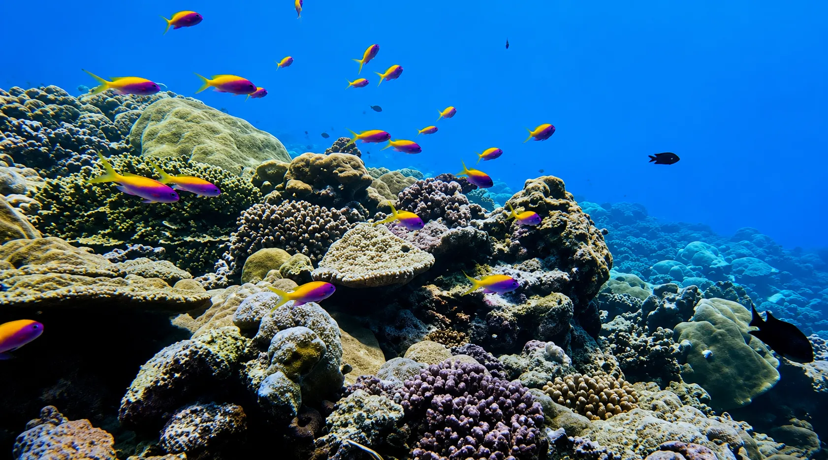 Green sea turtle cruising through the reef