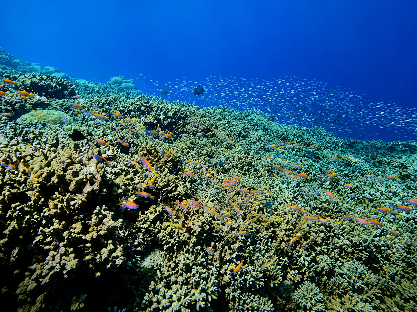 Healthy coral reef and tropical marine life in Fuvahmulah