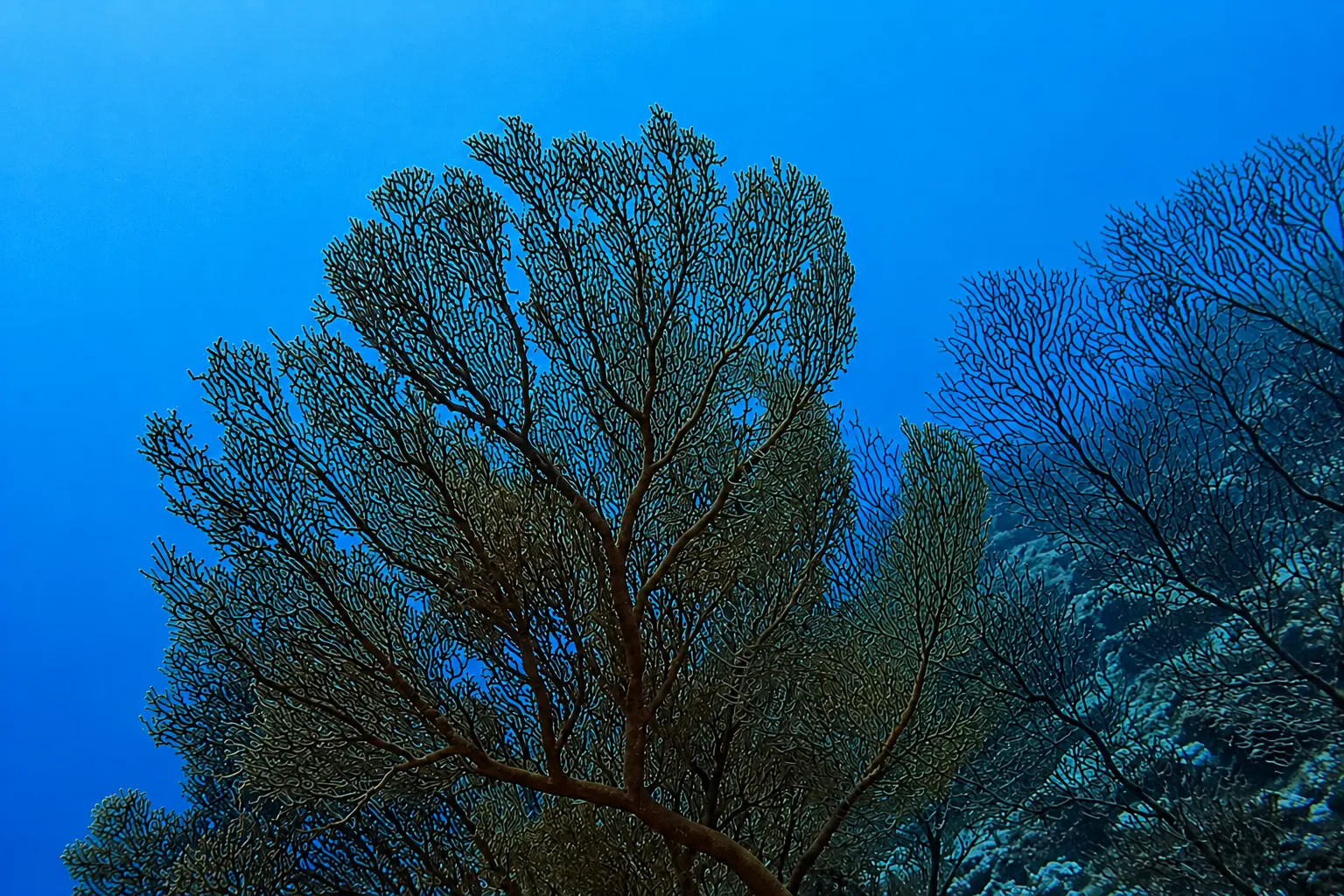 Diver encountering large pelagic marine life in Fuvahmulah